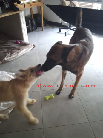 2Chienne therapeute joue avec chiot