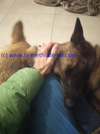 Chienne thérapeute chiot en formation éducateur canin