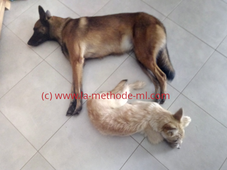 chiot et chienne therapeute BBM Maya - rapprochement