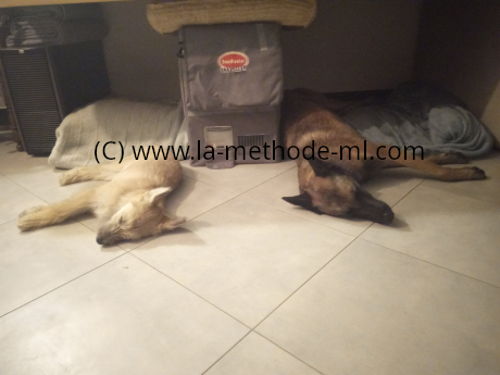 chiot et chienne therapeute BBM Maya - mimétisme