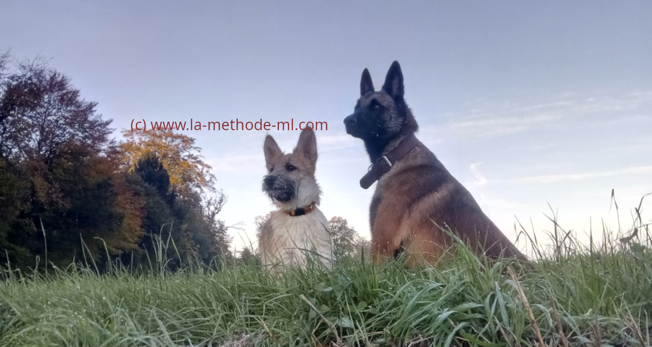 Concept methode ML éducation canine avec chienne thérapeute