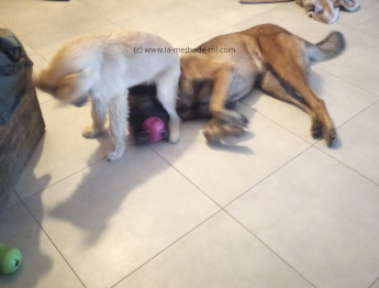 Une Chienne Thérapeute Joue Avec Un Chiot